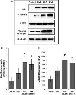 Oxidized Mutant Human Hemoglobins S and E Induce Oxidative Stress and Bioenergetic Dysfunction in Human Pulmonary Endothelial Cells